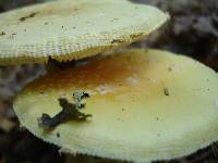 Amanita persicina image