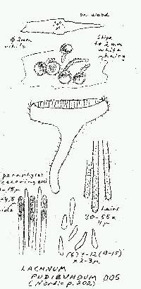 Lachnum pudibundum image