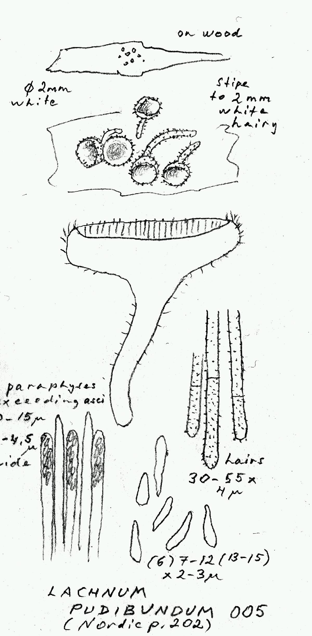 Lachnum pudibundum image