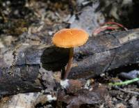 Marasmius sullivantii image