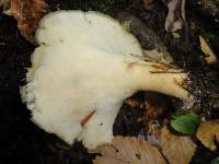 Polyporus craterellus image