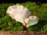 Polyporus leptocephalus image