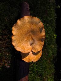 Polyporus leptocephalus image