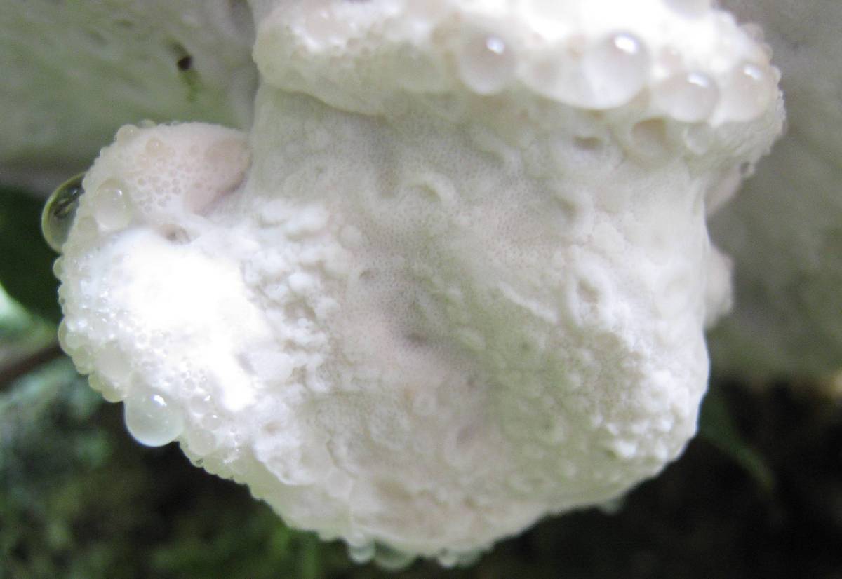 Oligoporus guttulatus image