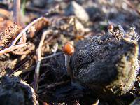 Psilocybe alutacea image