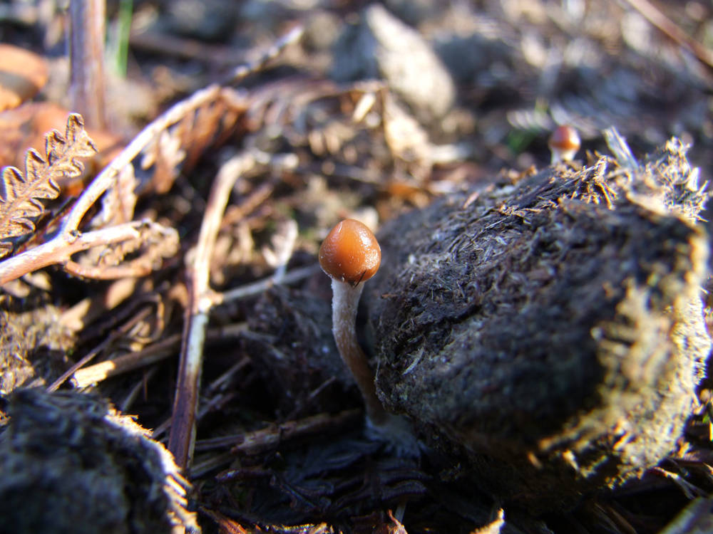 Psilocybe alutacea image