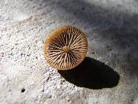 Psilocybe alutacea image