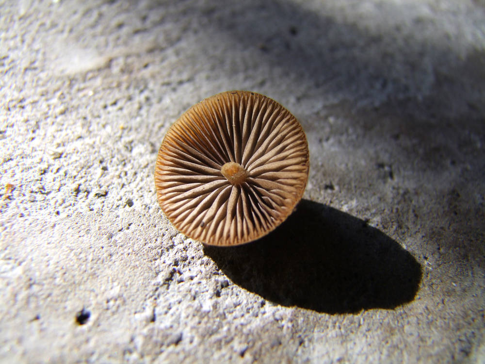 Psilocybe alutacea image