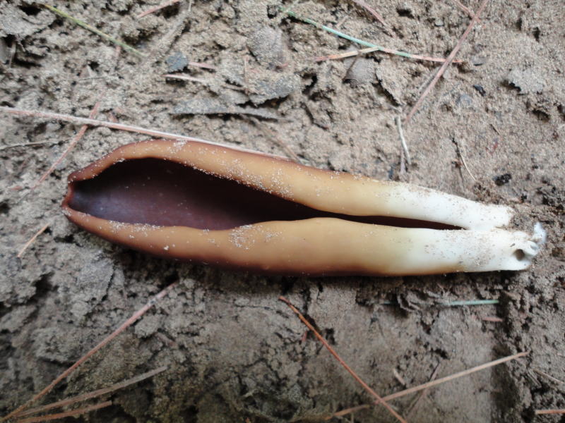 Helvella silvicola image