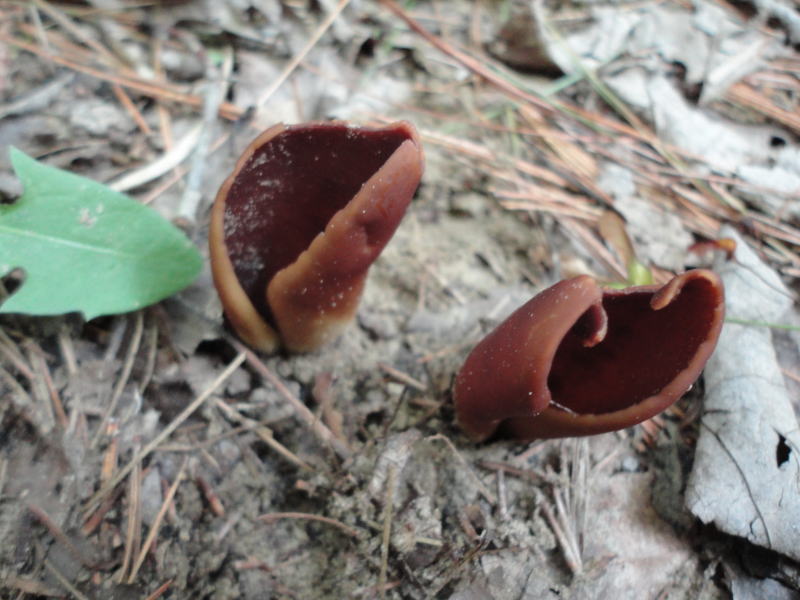 Helvella silvicola image