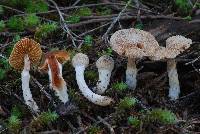 Cortinarius cystidiocatenatus image