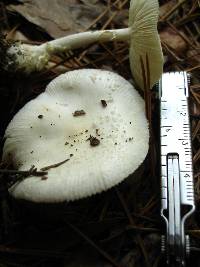 Amanita multisquamosa image