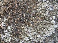 Lecanora muralis image