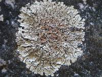 Lecanora muralis image