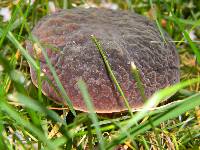 Boletus zelleri image