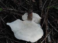 Polyporus leptocephalus image