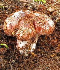 Hygrophorus purpurascens image