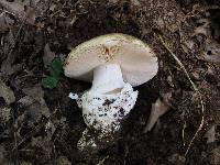 Amanita vernicoccora image