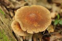 Psathyrella delineata image