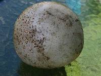 Calvatia booniana image