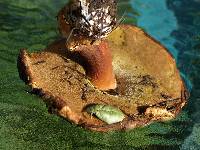 Boletus fibrillosus image