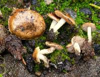 Pholiota highlandensis image