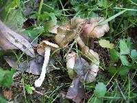 Entoloma clypeatum image