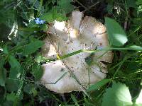 Entoloma clypeatum image