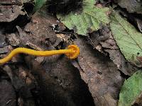 Cantharellus minor image