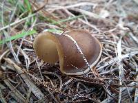 Gyromitra melaleucoides image