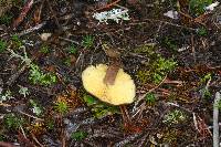 Calocybe onychina image