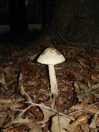 Amanita pelioma image