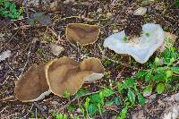 Gyromitra melaleucoides image