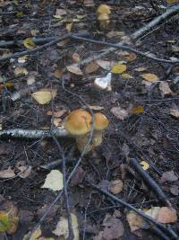 Cortinarius triumphans image