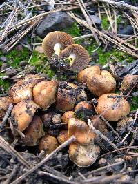 Pholiota highlandensis image