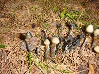 Psilocybe subcaerulipes image