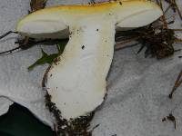 Amanita aprica image