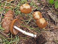 Psathyrella longistriata image