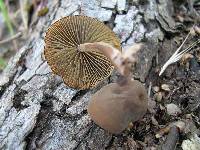 Simocybe centunculus var. centunculus image