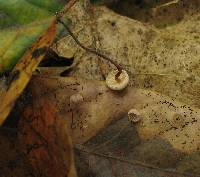 Marasmius quercophilus image