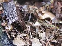 Mycena vulgaris image