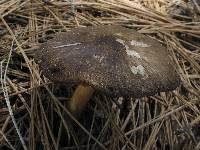 Pluteus primus image