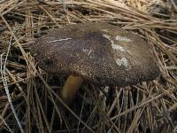 Pluteus primus image