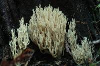 Ramaria flaccida image