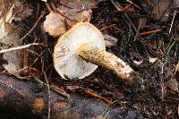 Tricholoma aurantium image