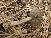 Entoloma vernum image