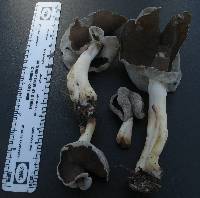 Helvella compressa image