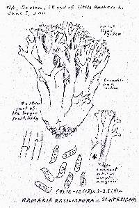 Ramaria rasilispora var. scatesiana image