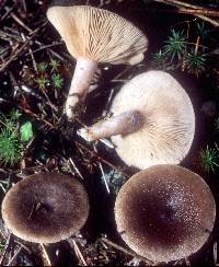 Lactarius mammosus image