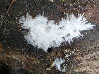 Anomoloma myceliosum image